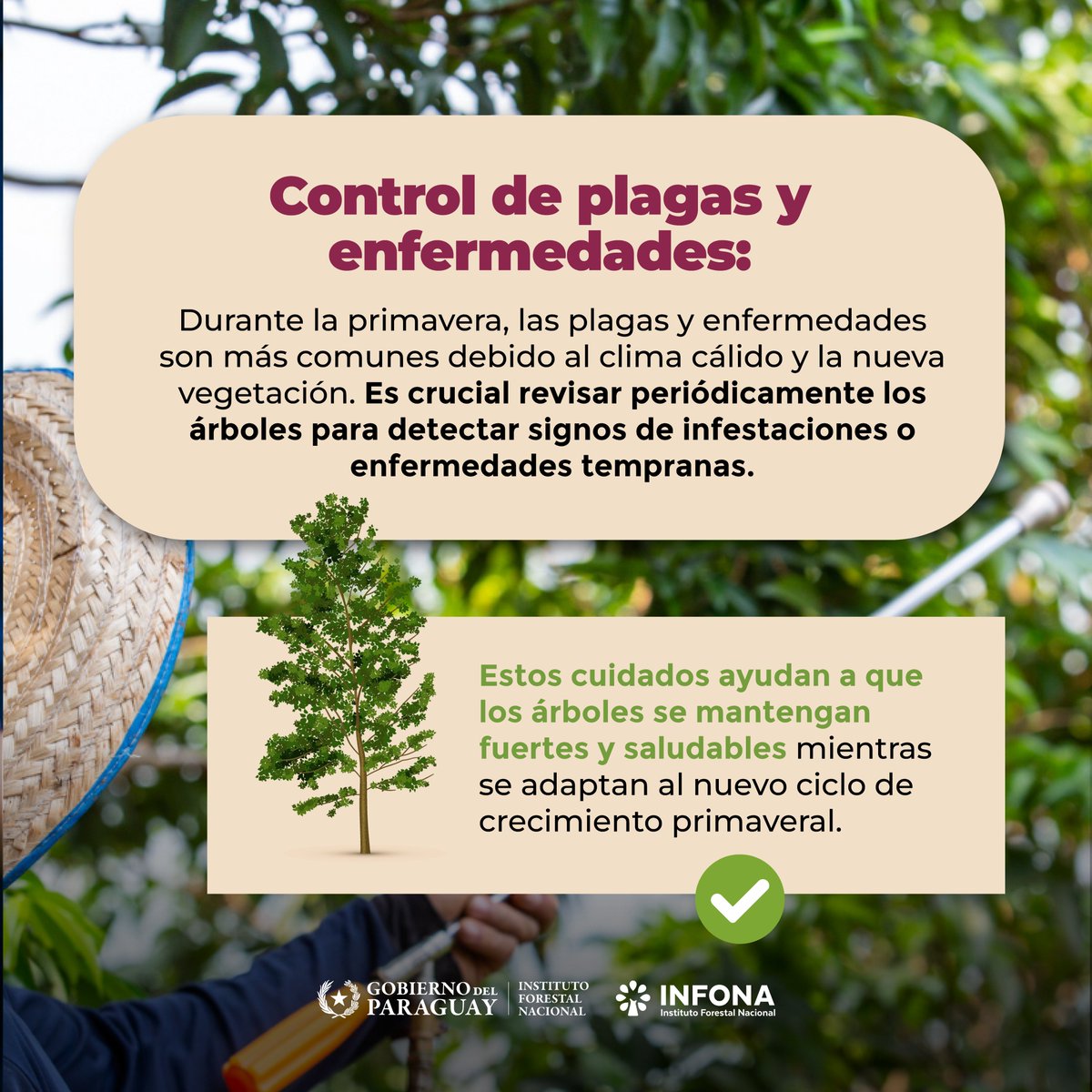 InfonaPy's tweet photo. 🤔 ¿Alguna vez te preguntaste qué pasa con los árboles en primavera? 🌸

En esta estación del año, los árboles experimentan cambios significativos 🌳 por el aumento de la temperatura y las horas de luz ☀️, lo cual es crucial para su crecimiento y salud https://t.co/Tb4Inpf4hX