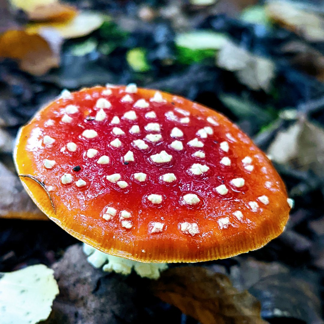 Plantlife tweet media