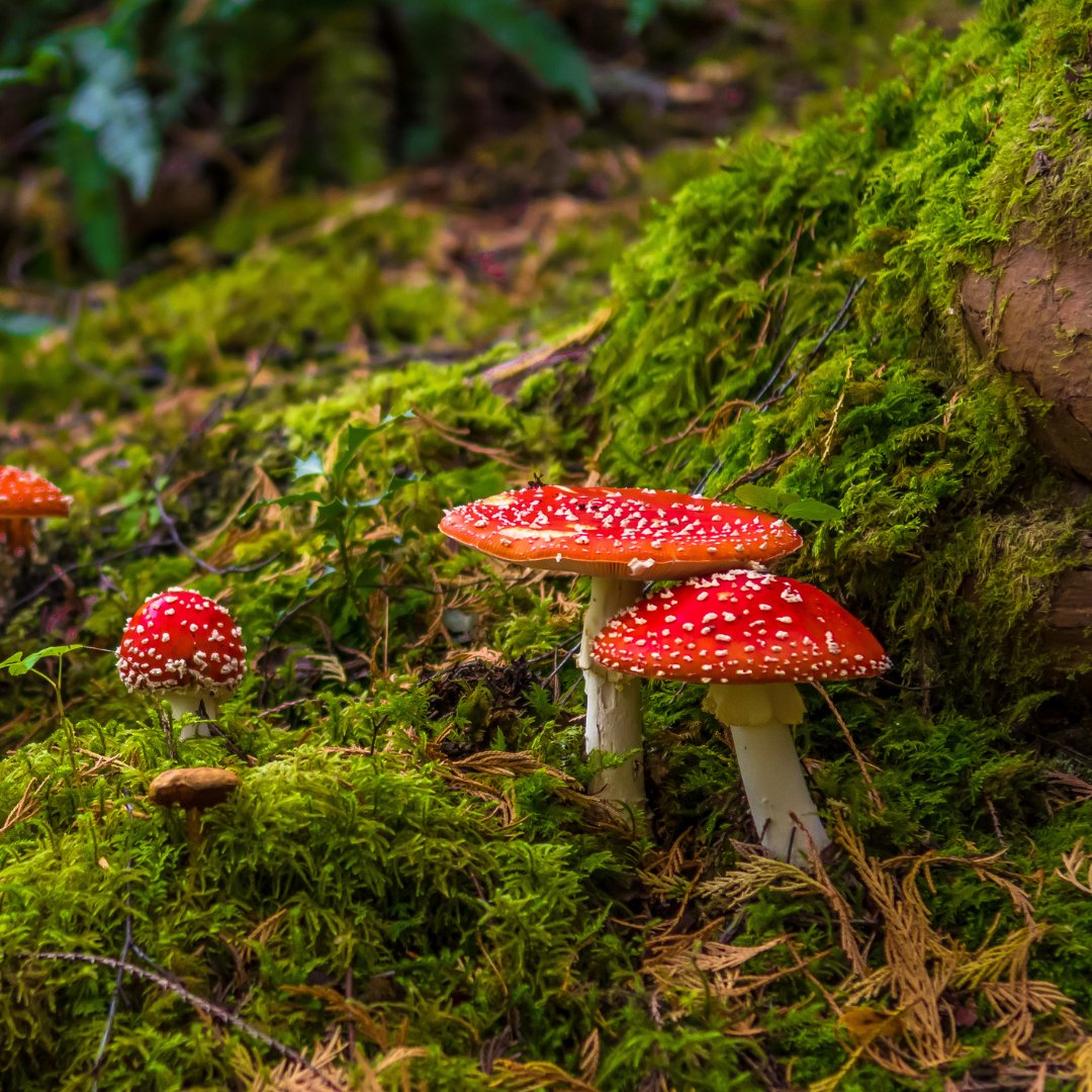 Plantlife tweet media