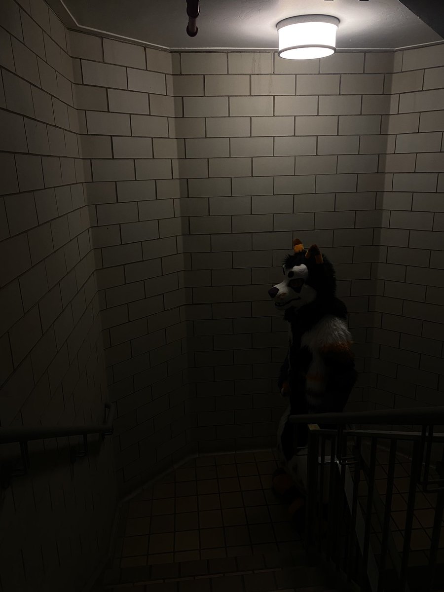 Hallow (@hallowjackal) on Twitter photo 