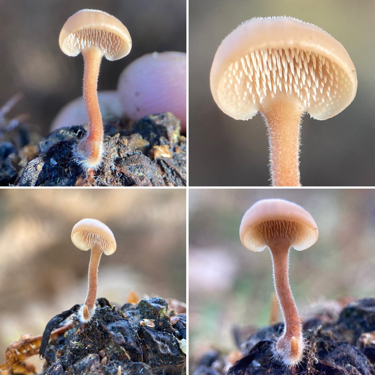 StevePa46290725's tweet photo. Favourite fungi of the day - Earpick Fungi at RSPB Farnham Heath #fungi #earpick @Natures_Voice https://t.co/1hjK24JmuE
