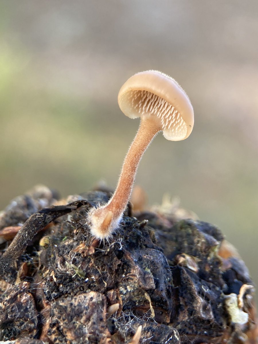 StevePa46290725's tweet photo. Favourite fungi of the day - Earpick Fungi at RSPB Farnham Heath #fungi #earpick @Natures_Voice https://t.co/1hjK24JmuE