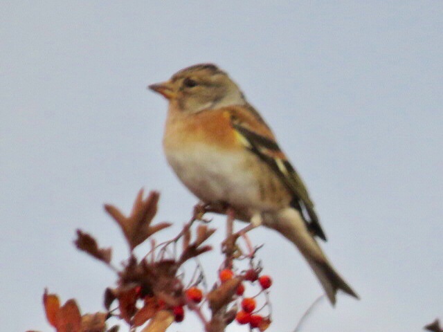 KevinIngleby1's tweet photo. Snow Bunting and Brambling at Torness today. @birdinglothian https://t.co/Sg1lvXPCBA