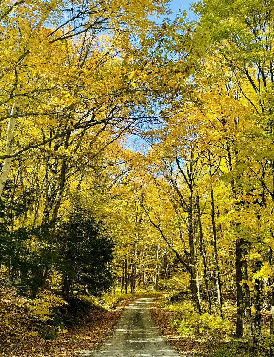 MuskokaCoach18's tweet photo. Safe to say the golden hour is beginning in Muskoka
#peaking #thisisfall #muskoka https://t.co/vgZC5uplQu