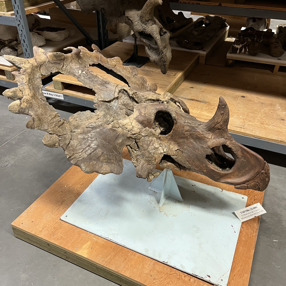 #DYK the first Styracosaurus fossil was found in Alberta? Canadian palaeontologist Lawrence Lambe named the holotype (the original fossil used to describe a new species) in 1913. 

The Styracosaurus in the photos was discovered in Dinosaur Provincial Park in 1986. #FossilFriday