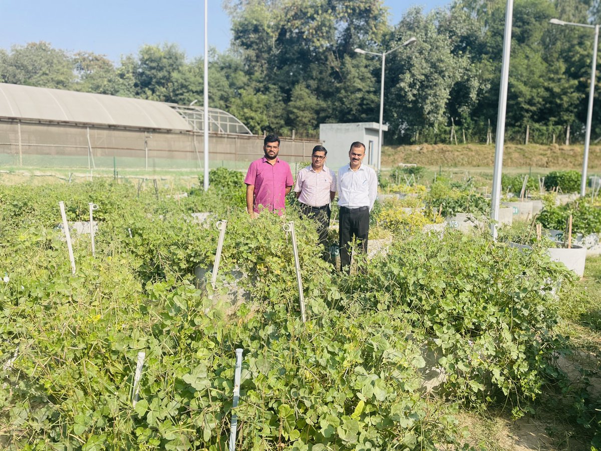 Kuldeep Tripathi (@kuldeeppgr) on Twitter photo Project Coordinators of pulses, Dr Shailesh Tripathi & Dr Aditya Pratap <a href="/icar_iipr/">ICAR-Indian Institute of Pulses Research</a> visited #Crop wild relatives garden at <a href="/INbpgr/">ICAR-NBPGR</a> #PUSA Farm Project Coordinators of pulses, Dr Shailesh Tripathi & Dr Aditya Pratap <a href="/icar_iipr/">ICAR-Indian Institute of Pulses Research</a> visited #Crop wild relatives garden at <a href="/INbpgr/">ICAR-NBPGR</a> #PUSA Farm