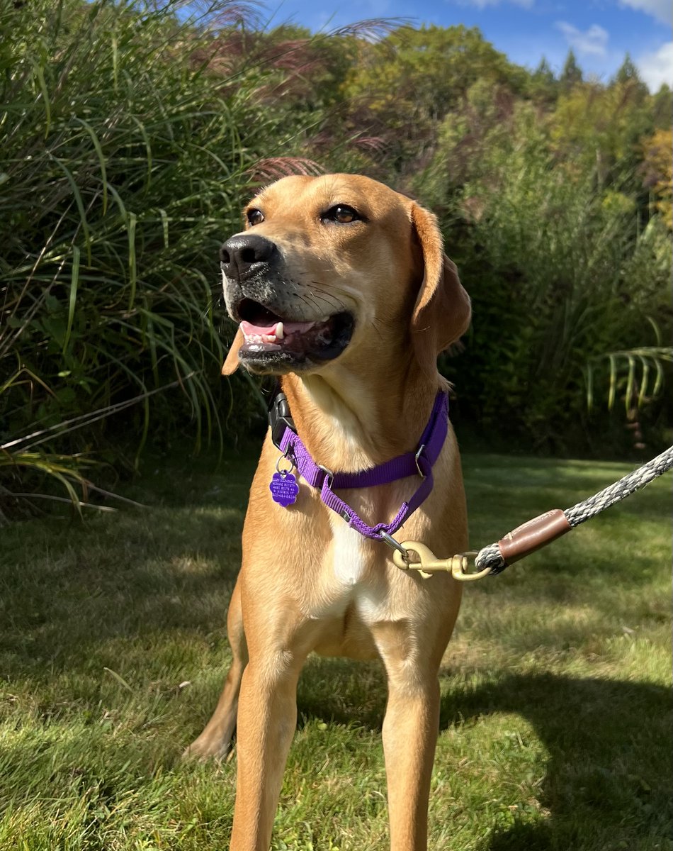 lucymackenziehs's tweet photo. TGIF courtesy of cutie-pie Charlotte, a 10-month-old sweet Hound Mix that has won over all of our hearts here at Lucy Mackenzie! If you would like to learn more or to meet her, give us a call at 802-484-5829 or stop by Tuesday - Saturday, 12 - 4PM.
#adopt #shelterlove #TGIF https://t.co/Dr0LQdUanT