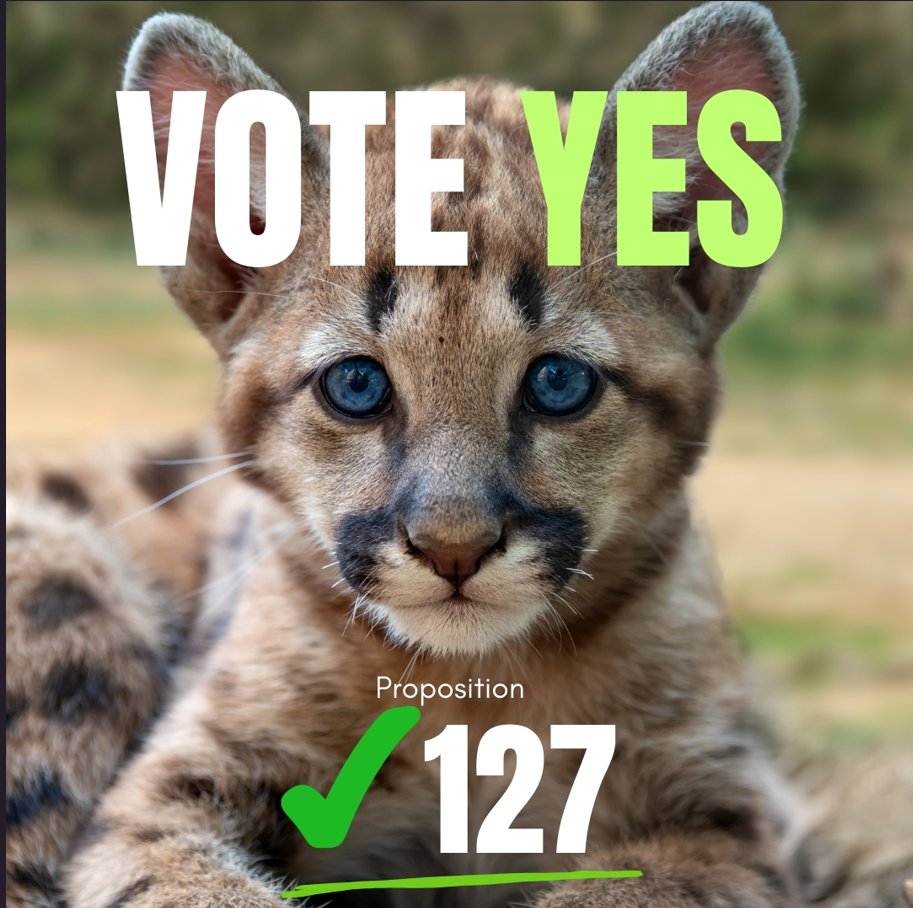 COLORADO-YES on Prop 127 to ban trophy hunting of Big Cats-- Did you know that nearly half of the lions shot by trophy hunters in Colorado are females. When mothers are killed, the kittens are doomed to starvation, dehydration, or exposure. #Denver #WildlifeConservation #Prop127