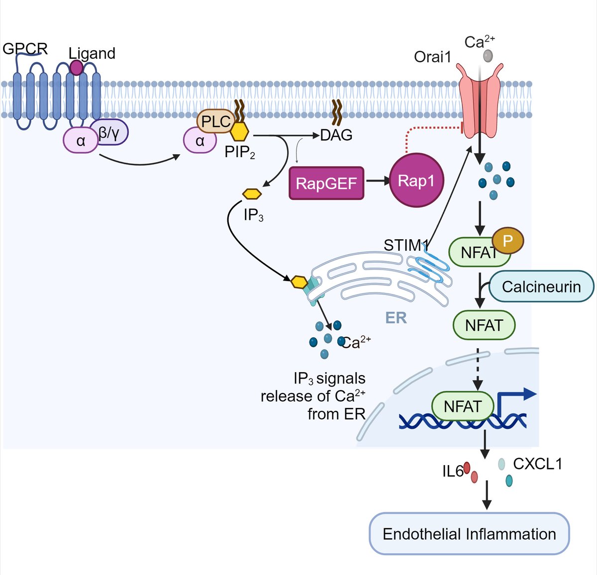 atvbahajournals's tweet photo. Rap1A controls endothelial inflammation and permeability by restricting Orai1- mediated calcium entry—a new therapeutic target for lung diseases.
https://t.co/ebtBq380W5 https://t.co/lJi1iM3OEn