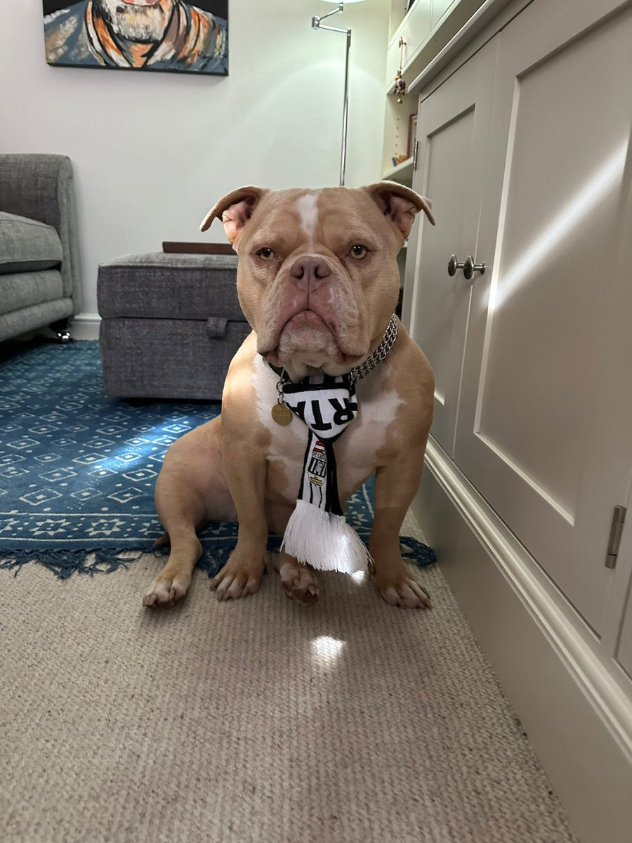 JezWeatherill's tweet photo. @FCCartagena_eng Ruby is all ready for game night here in the UK 👌 https://t.co/8dvmCYmndA