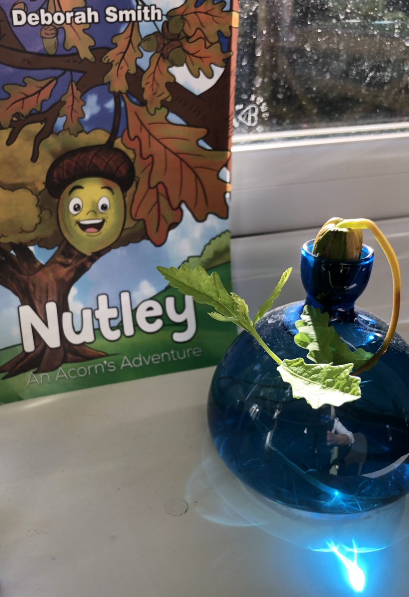 Debs_EarlyYrs's tweet photo. @patrick_barkham I used this special glass vase to grow my own oak tree. It worked well but grew a bit wonky 😆 No good if growing in bulk though. Good luck https://t.co/pfBeAsK5f4