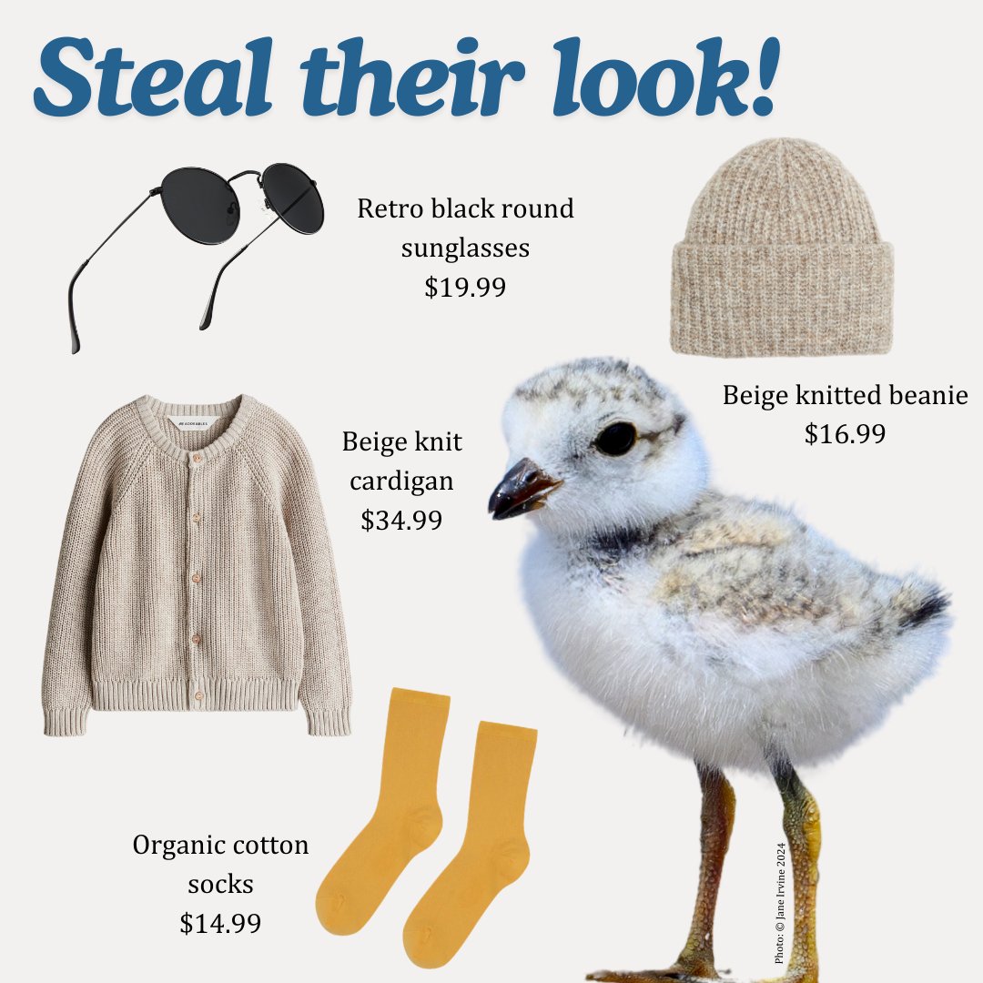 In case you're struggling to think of Halloween costume ideas, here’s a few - inspired by the North America’s most chic, cute, and cool looking birds ✨💅💁‍♀️