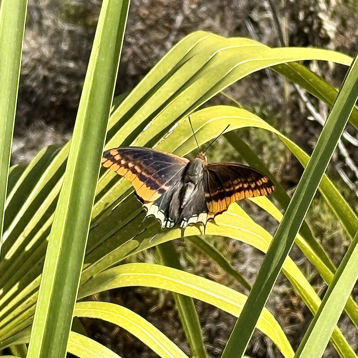 SueTreeHouse's tweet photo. Pristine Two-tailed Pasha and Swallowtail snapped today. https://t.co/92CATyXawY
