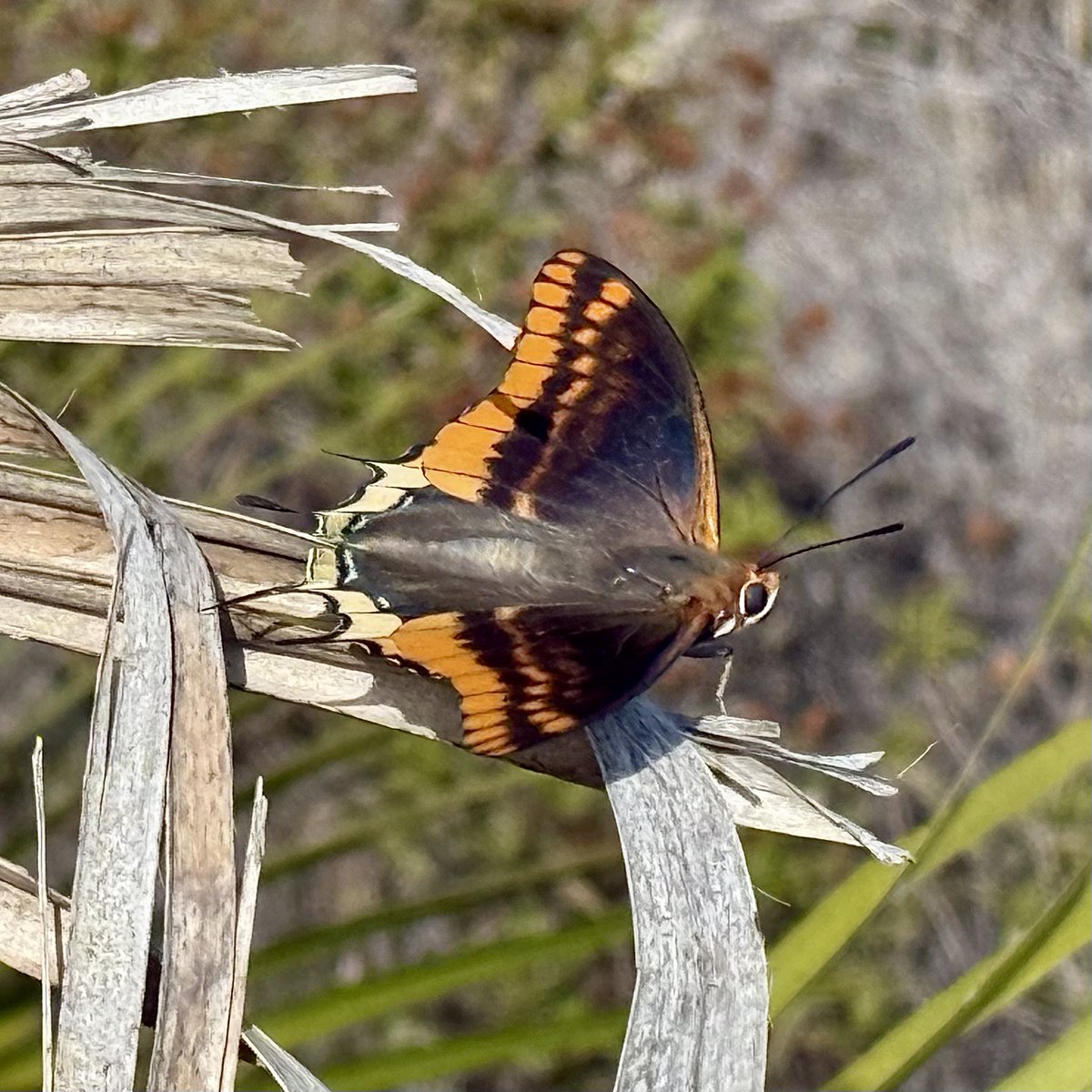 SueTreeHouse's tweet photo. Pristine Two-tailed Pasha and Swallowtail snapped today. https://t.co/92CATyXawY