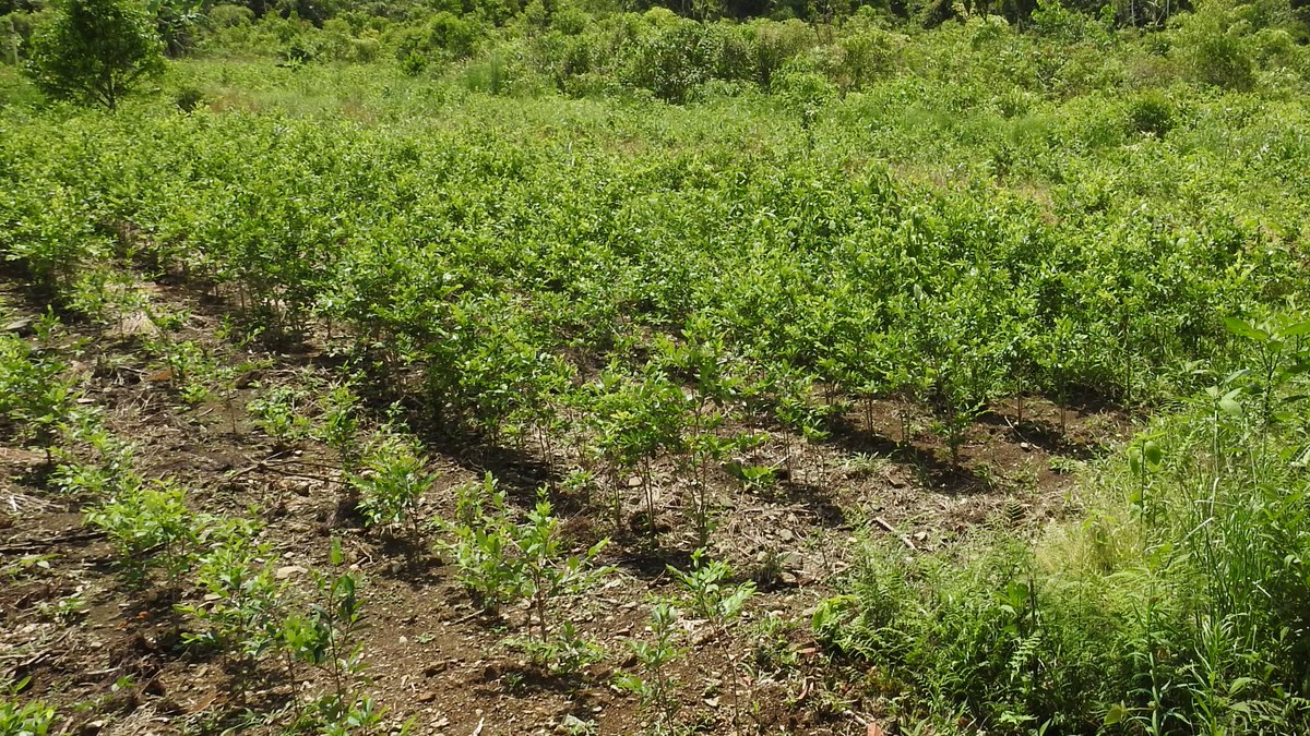 UNODC_PERU's tweet image. #SIMCI gracias a @UEenPeru, continuará apoyando la lucha contra cultivos ilícitos en Perú, innovando con tecnología que permita su adecuada la gestión

@PoliciaPeru @DEVIDAPERU @INIAPeru @fapperu @A_Espacial_Peru #CORAH @midagriperu