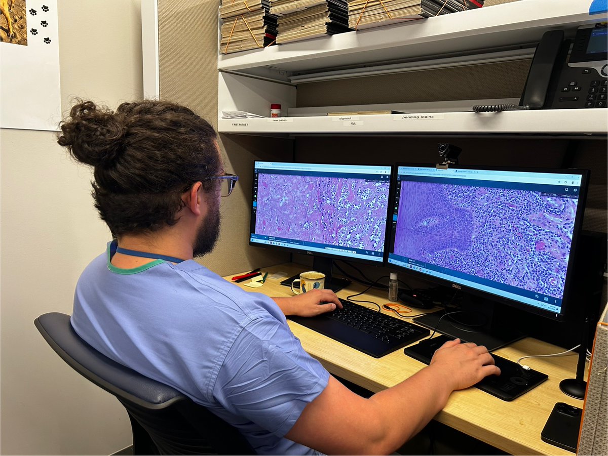 NYUGSOMpathres's tweet photo. Exciting times at @NYUGSOM_Path! Our residents and faculty are now equipped with state-of-the art digital workspaces. Here's Nick embracing the future and harnessing the power of tech for improved collaboration. 💻✨#DigitalPathology #NYUPathology #NYU #Path2Match #Pathtwitter https://t.co/FZveXjX9ua