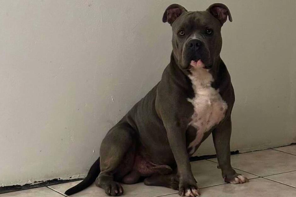 soy_502's tweet photo. El caso de "Terry" que causó indignación en redes sociales

😢El perro murió en manos de una vecina causando repudio en todo el sector. 

Esto pasó: https://t.co/PT04n6VQm7 https://t.co/fYHvIAdWSj