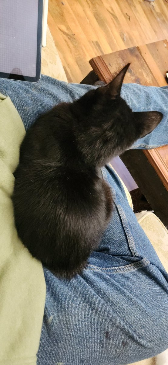 Is holding my tablet in the air awkward as I work? Yes. Will I make her get down? No. No, i will not. Not even when the coffee cup is empty. 

Thankfully, we're just working on the rough sketches of some illustrations