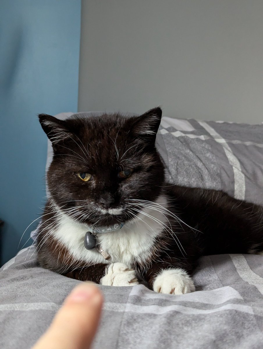 JackWNicholls's tweet photo. Cat https://t.co/mnQ5tGVLmB