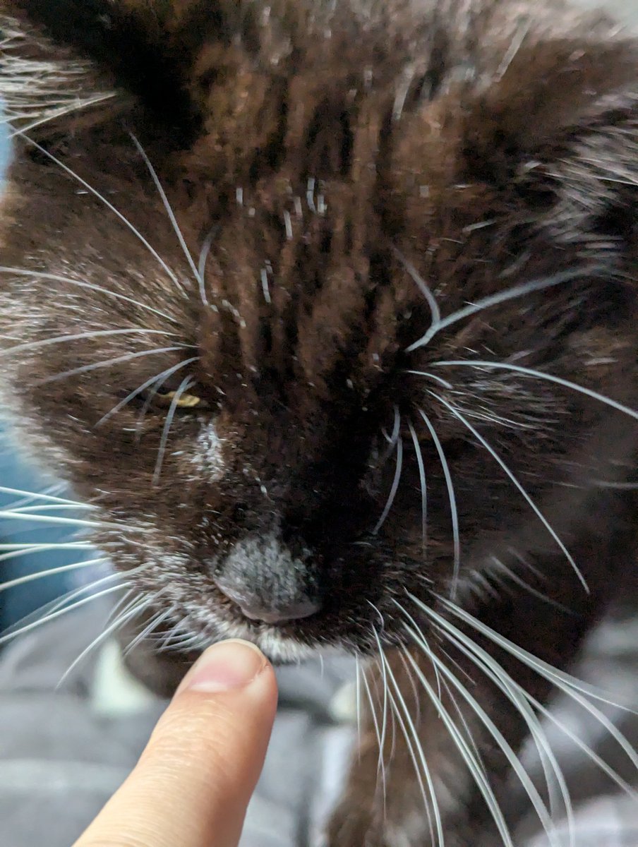 JackWNicholls's tweet photo. Cat https://t.co/mnQ5tGVLmB