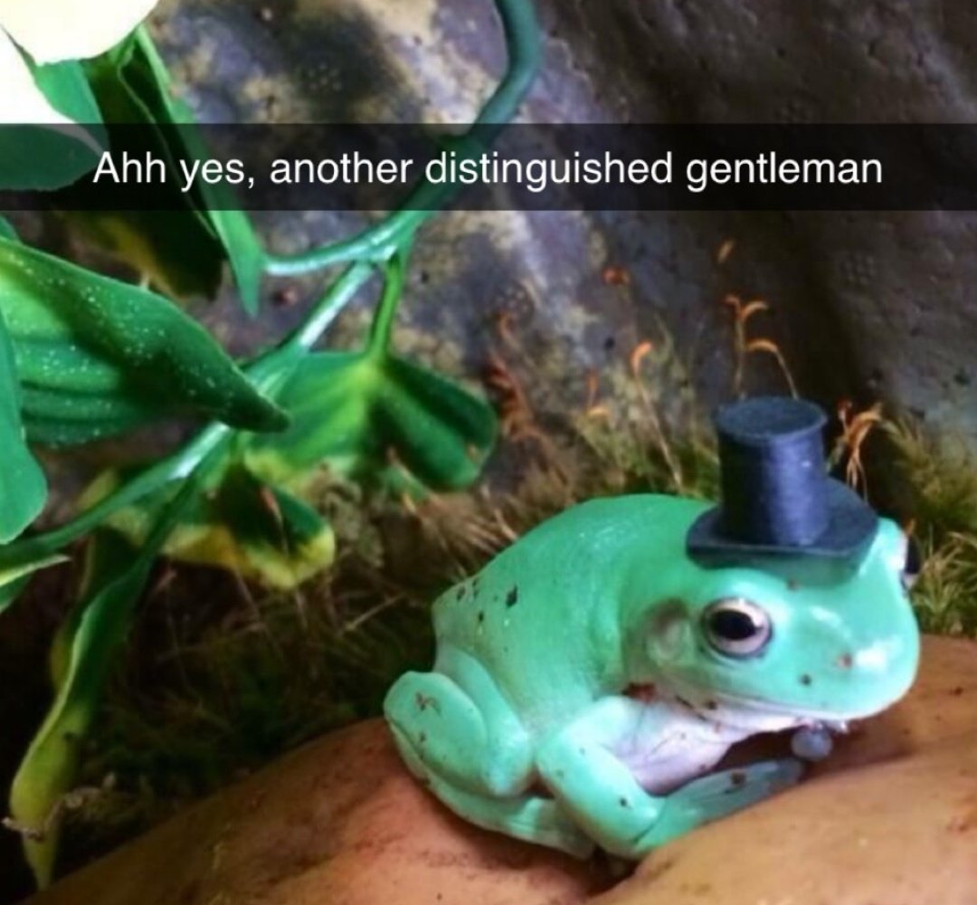 nocontextfrogs's tweet photo. https://t.co/3ENLvGM4Xq