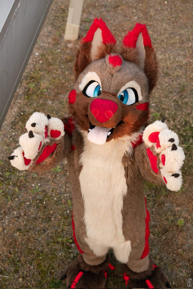 Uppies? 😳 I'm definitely not too big to be a lap dog 🥺
#FursuitFriday 
📸<a href="/Yakul_dragon/">Yakul</a>