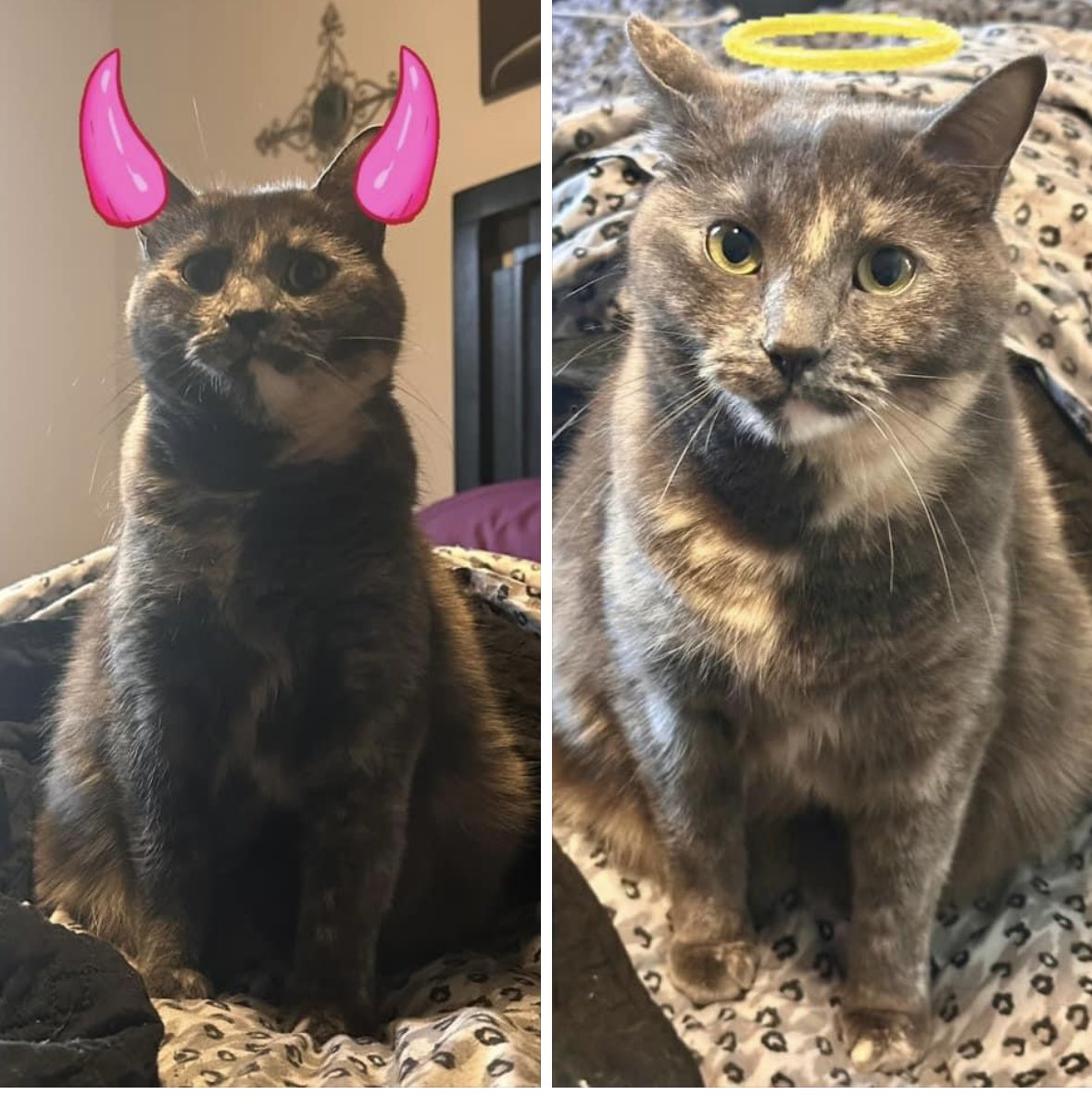 MDurnion's tweet photo. Binkley, an angel with a devilish twist! #MischievousCat https://t.co/kjPjCLuoxl