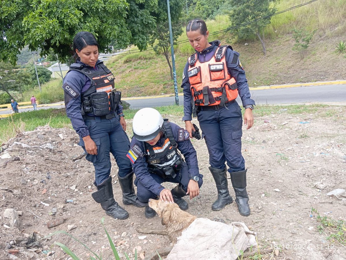 rcamachovzla's tweet photo. #Caracas Funcionarios de la PNB, adscritos a Tránsito, rescataron un perro callejero que había caído al río Guaire a la altura de Caricuao.
El perro se encuentra siendo evaluado por personal de la misión Nevado. 👏🏼👏🏼👏🏼 https://t.co/cWjwz2NCH6