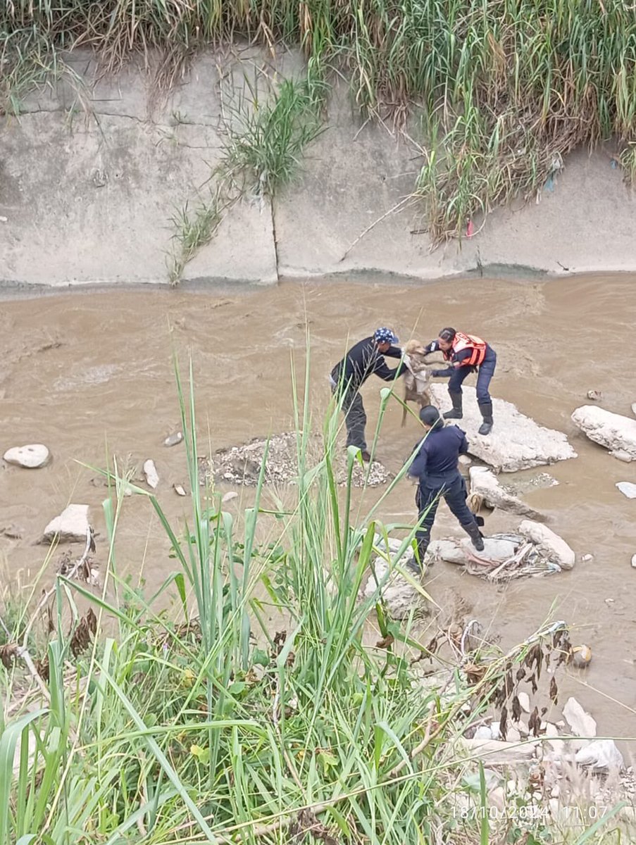 rcamachovzla's tweet photo. #Caracas Funcionarios de la PNB, adscritos a Tránsito, rescataron un perro callejero que había caído al río Guaire a la altura de Caricuao.
El perro se encuentra siendo evaluado por personal de la misión Nevado. 👏🏼👏🏼👏🏼 https://t.co/cWjwz2NCH6