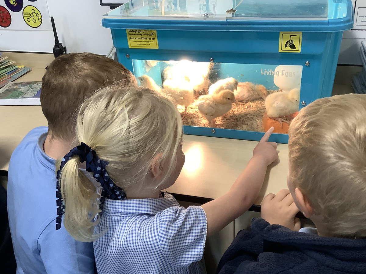 We loved having the chicks visit us today! We enjoyed watching them and even got chance to stroke one <a href="/KingswoodParksP/">Kingswood Parks Primary School</a> <a href="/MissWalker_KWP/">Miss Walker</a>