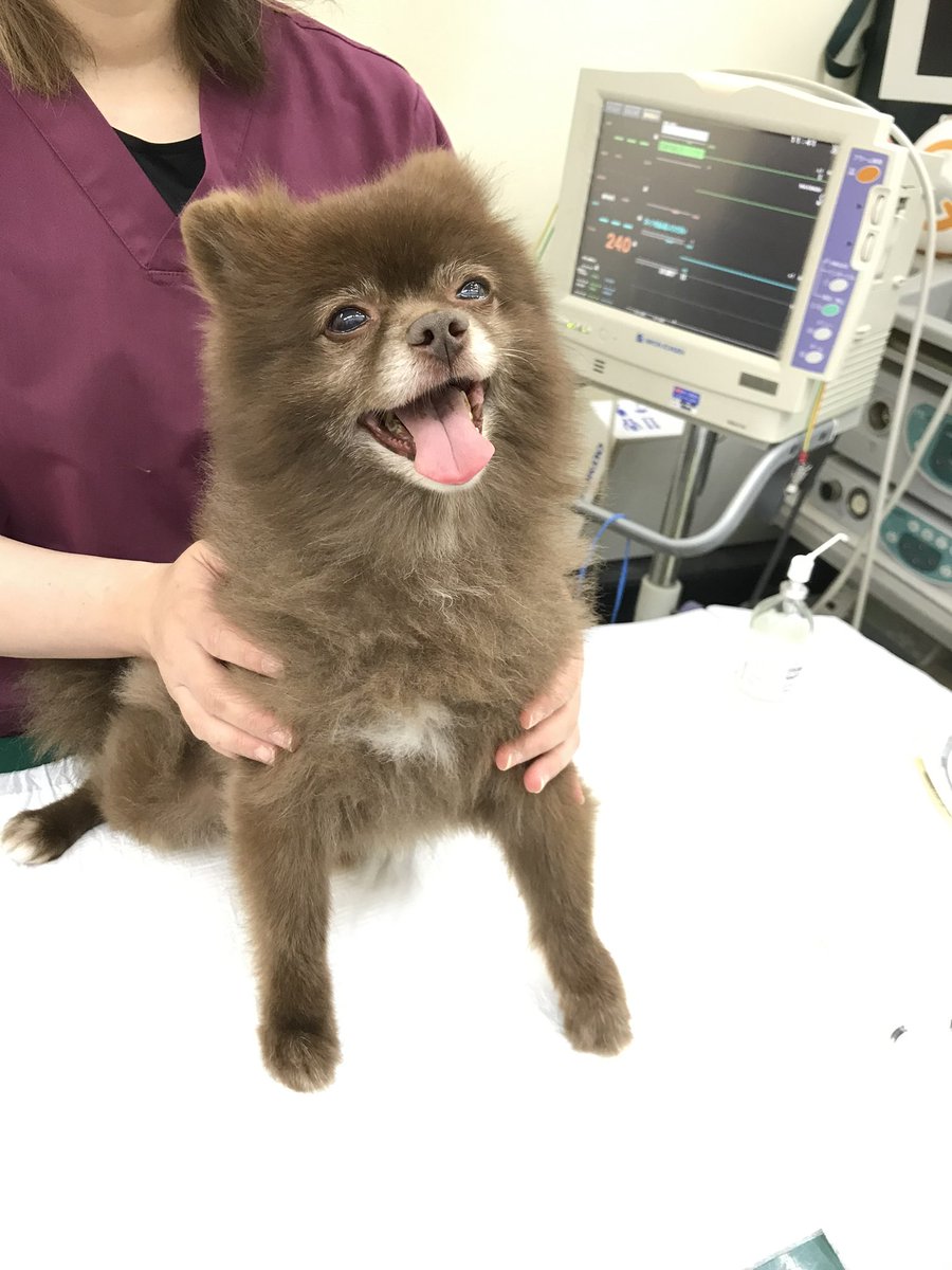 nr_cgk2's tweet photo. そして次から次へとで、小鉄が精巣腫瘍の疑いがあるっつー事で、12歳になってからついにお玉とサヨナラしました(´･ω･`)
癌化まではしてなかったようで、おそらく転移はしてなくて、術後の経過も良好。もっと早く手術してあげればよかったね、ごめんね🥲色々と一段落。 https://t.co/9PiWUJJ5X7