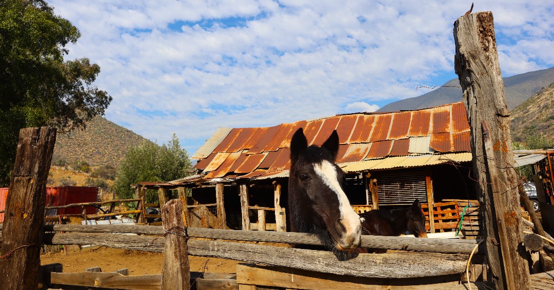Como equipo de trabajo, una de nuestras mayores satisfacciones es recorrer los hermosos paisajes de Tiltil. 
Hoy es el #DiaMundialdelaProteccióndelaNaturaleza. Para celebrarlo, compartimos algunas hermosas fotos de nuestro fascinante territorio. 
#tiltil #naturaleza