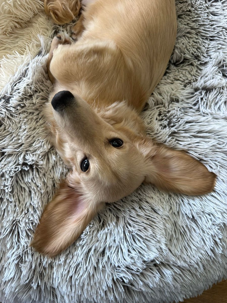 We had a little interloper in The office today! He’s brightened our day and his names Baloo! What a sweetheart #dashaund #officedog #puppy