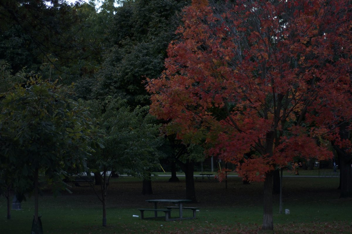 Autumnal Toronto is romantic af