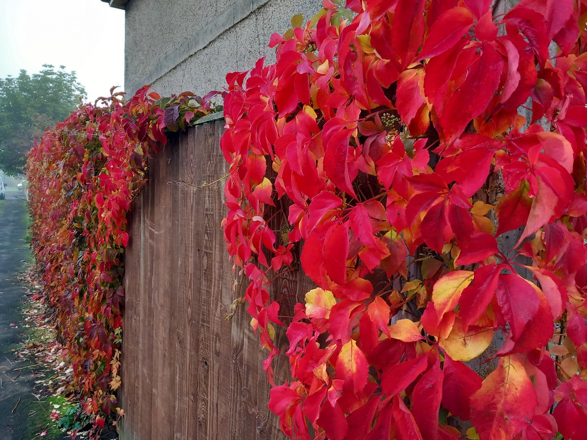 Foggy autumn morning today, mobile phone photos from school run/walk.