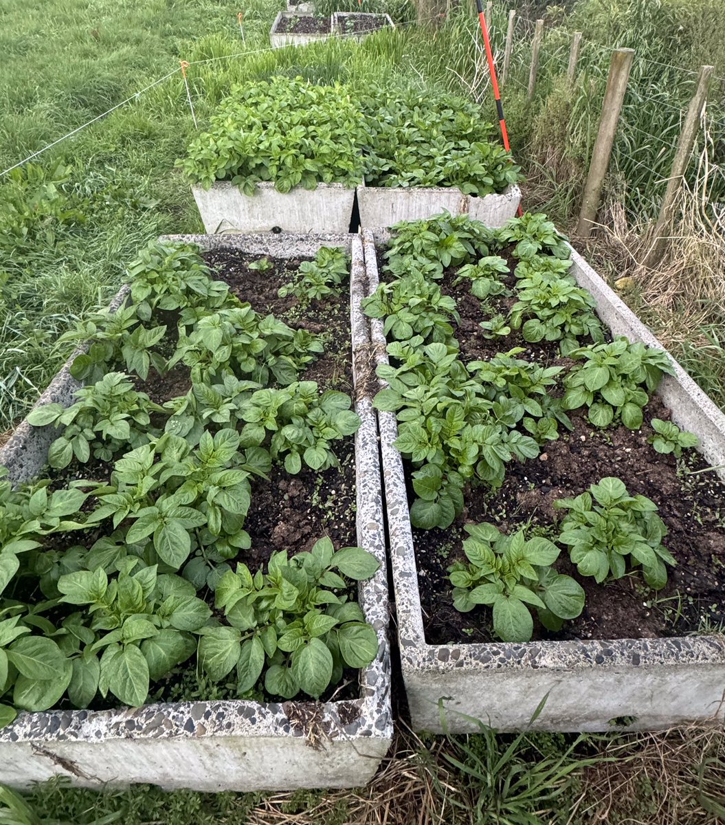 Bought a few bags of seed potatoes at Farmlands Putaruru a few weeks ago and shoved them in in these old feed pad troughs. Christmas dinner looking very tasty 😅