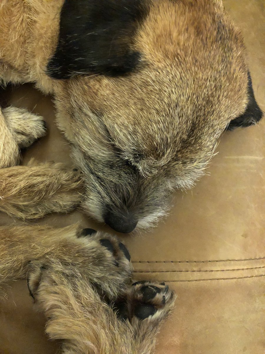 Tobi_LeRone's tweet photo. Nope, not trying to shove all my paws up Serenโs schnozzle #TalkToThePaw https://t.co/ynBmb4aMWU