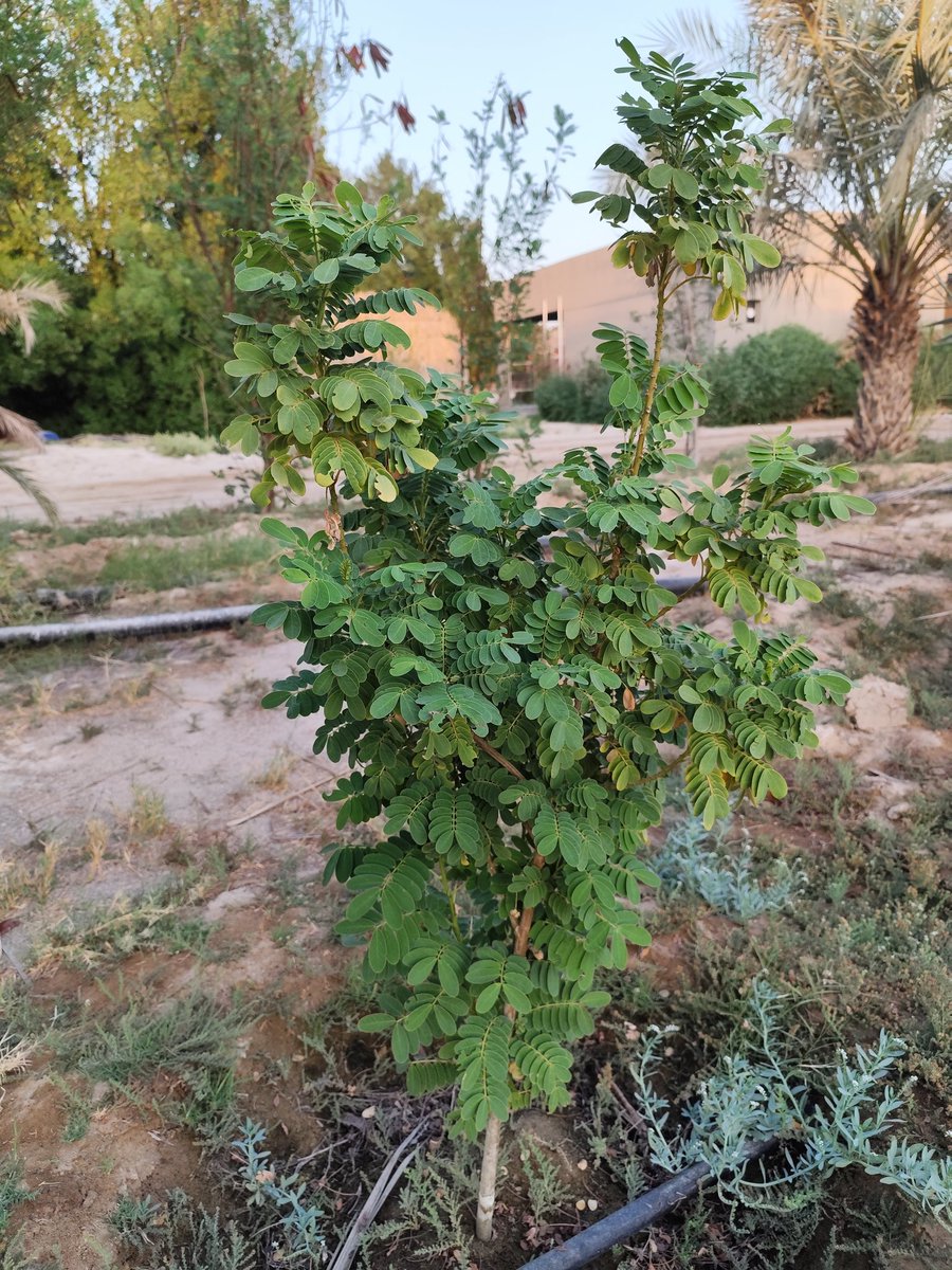 كاسيا جالوكا، شمعدان، غاف، و شفلح.

شكرا بنك البذور الكويتي على توفير البذور.
بارك الله في جهودكم و وفقكم الله 🌹
<a href="/KUWAITSEEDBANK/">بنك البذور الكويتي</a>