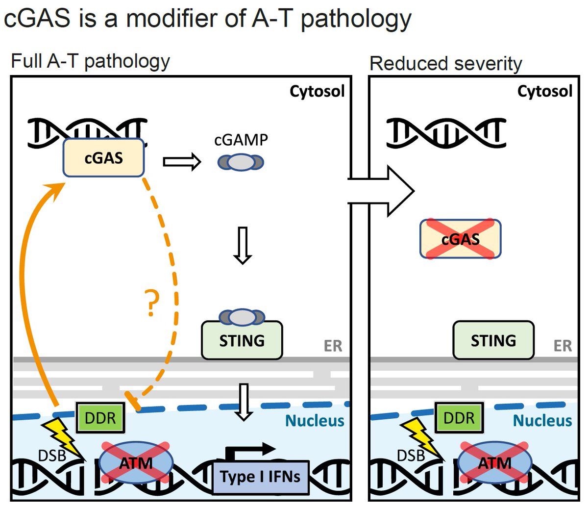 🚨 Please RT
Thrilled to share our new study in turquoise killifish, revealing that mutating cGAS-STING can rescue key defects in DNA damage repair syndromes! Findings offer a potential therapeutic target, with possible implications for aging.  Read here: t.ly/agJFD