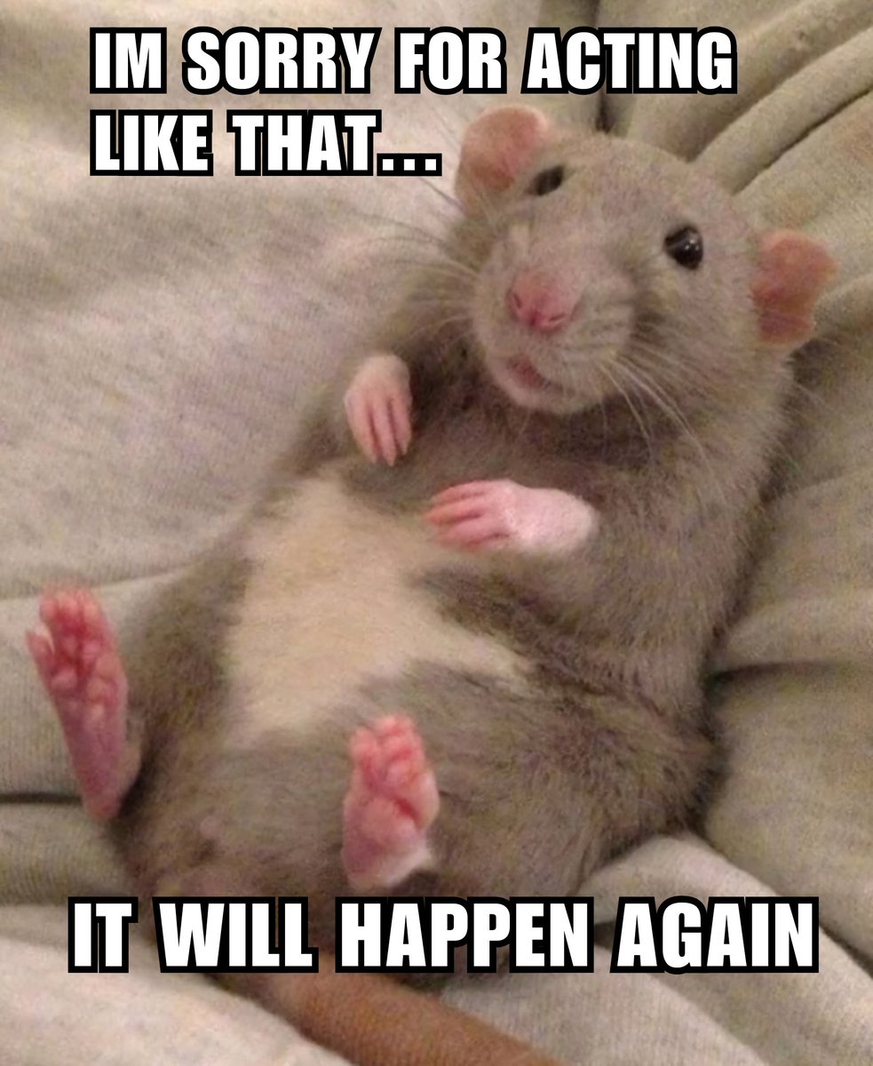 ❤️🐀 venus 🐀🧡 (@venuslovesrats) on Twitter photo 