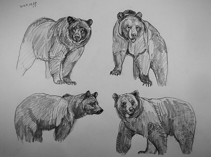 haiiromizunagi's tweet photo. いつもの所ⅠとⅡで #ヒグマ #BrownBear #Ursus #arctos #Bear を #大人の鉛筆 で #スケッチ #ドローイング 昨日の頁余白に今日も #熊 を。なかなか描きたいイメージに近い参考写真に出会わず、そこに結構時間を使ってしまった。本日も2つだが、やはり昨日同様に手古摺って、今見るとなんか変な所も‥ https://t.co/5mTVTvlZJe