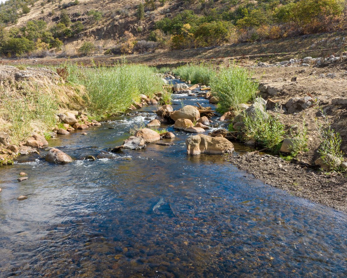 CalTrout's tweet photo. The salmon have returned to the Klamath! 🐟 From our project team's first sighting of a fish just above former Iron Gate Dam, now agencies, Tribes, &amp; fisheries monitors are finding spawning adults in multiple tributaries above the former dam sites, even all the way up in Oregon! https://t.co/zaamkaKv7q