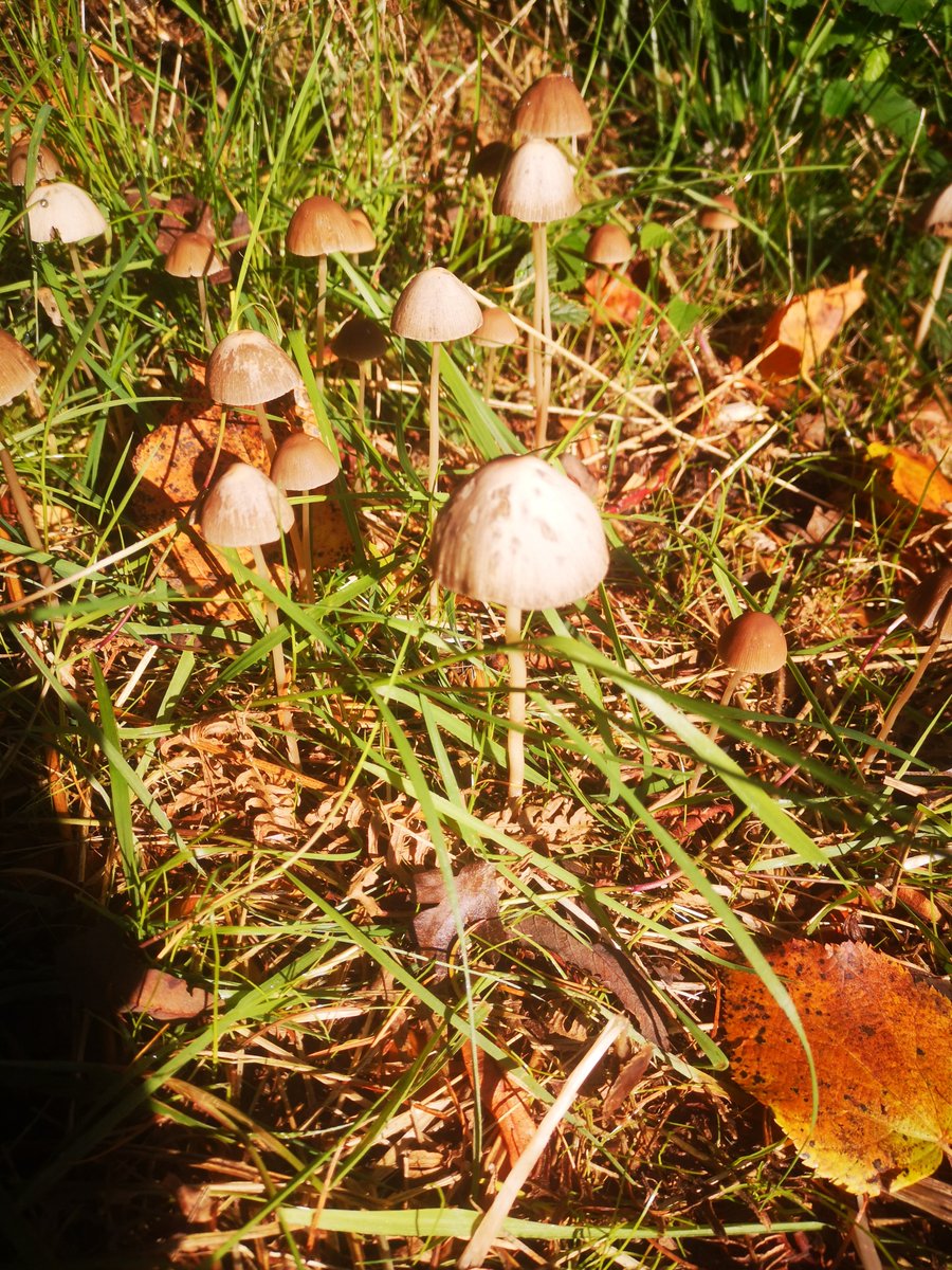 We were delighted that our asn friendly kids' session could go ahead today as planned. 💜 Photos to follow soon.  
In the meantime, check out these beautiful autumnal photos that we captured on a recent walk in the woods... these cute little mushrooms popped up to say hello! 🍄