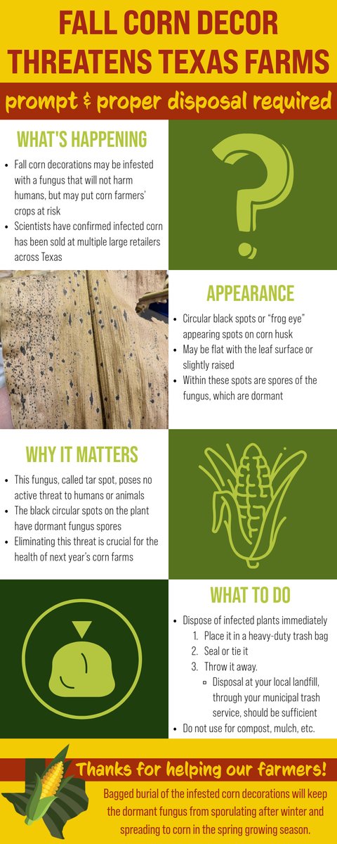 TexasCorn's tweet photo. ATTENTION: Tar spot has been found in fall corn décor sold in Texas.
*This fungus is not harmful to humans or pets, but threatens the state’s corn farms.*

Act now to dispose of infested plants so the pathogen is not introduced to the environment. More: https://t.co/GeaMFJQWyA https://t.co/MhmxR9bTzQ