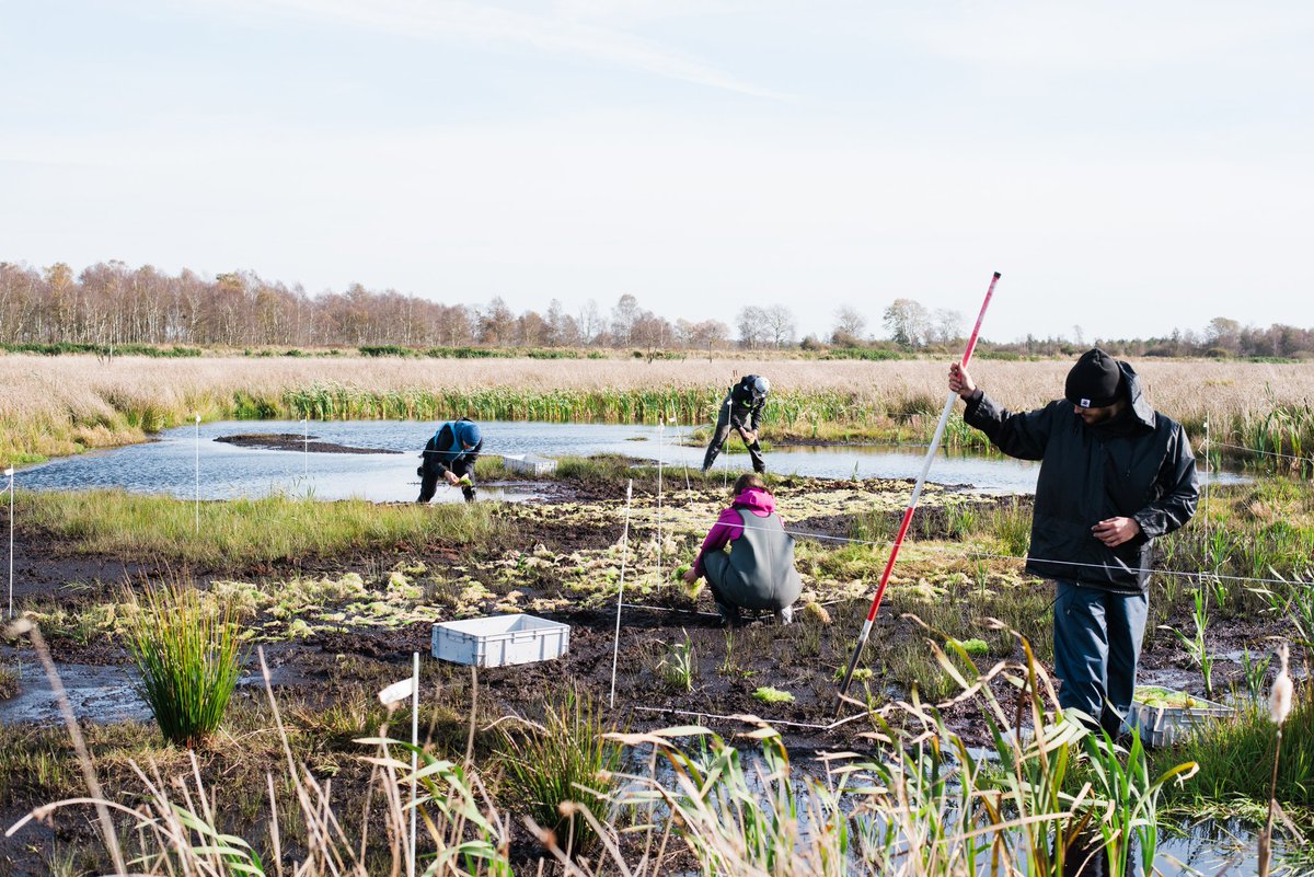 VytasH's tweet photo. On ~1000 m² we hope to accelerate the establishment of the small "ecosystem engineers" and thus improve the ecological condition of rewetted raised bog areas. 
The project is funded by @BMUV as part of "Aktionsprogramm Natürlicher Klimaschutz". https://t.co/MxCozAXJnC