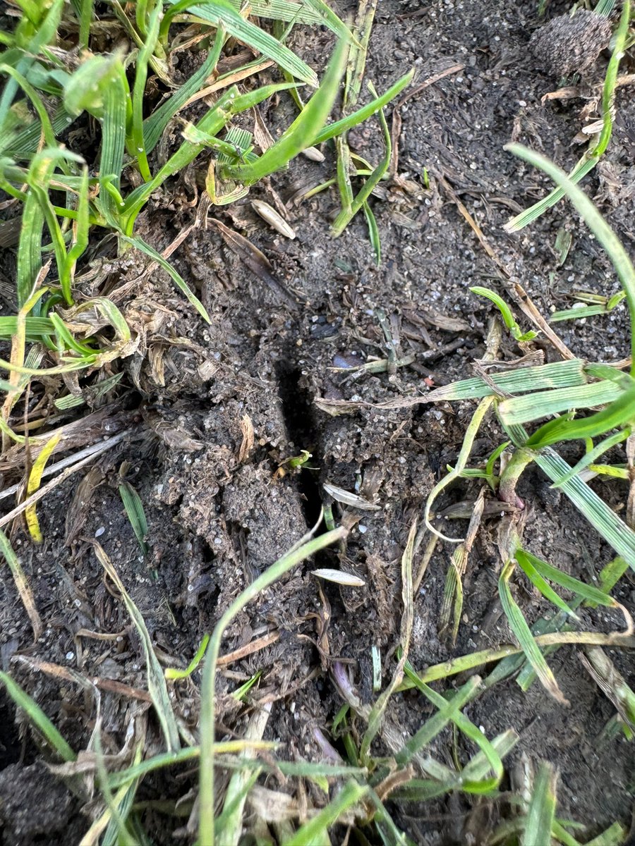 George Starling tweet media