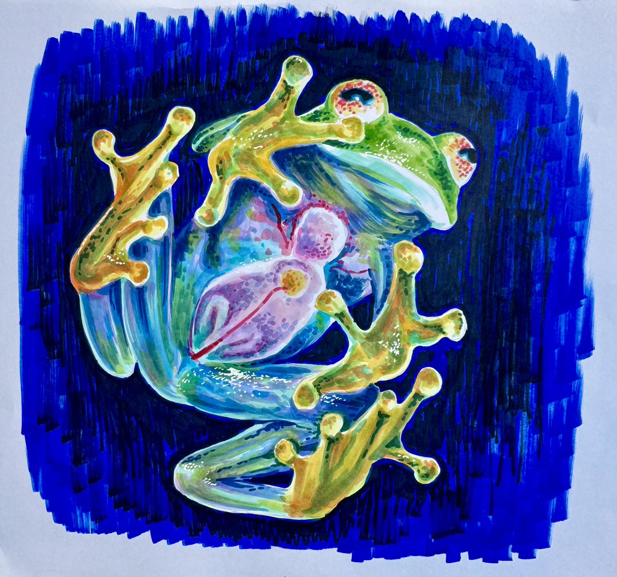 NDeStefano's tweet photo. #OctoberAnimals Day 18 - Glass Frog https://t.co/nR0pbjGLHk