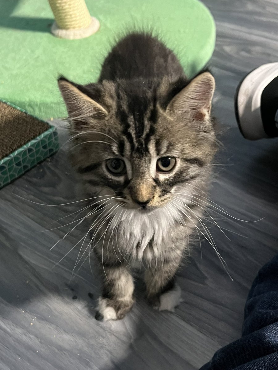 Dashi has the most glorious whiskers.