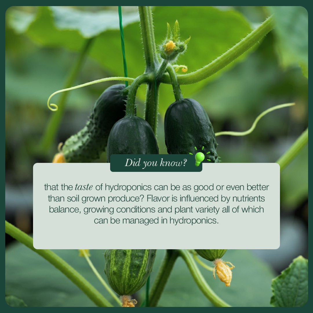 Smartelglobal's tweet image. Hydroponics can be as good as soil grown
Nutrients are balanced and have good growing Conditions....
Smartel the FUTURE
Hydroponics the FUTURE
GeeS
#smartel #sustainability #growing