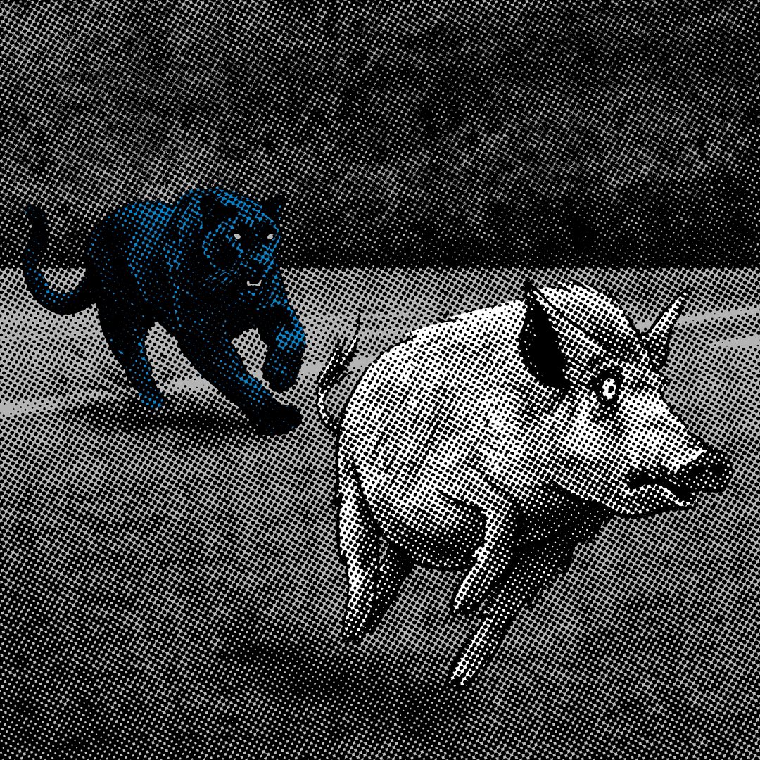 Panthers's tweet image. Hungry 🍽️